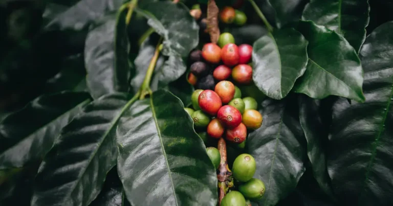 Chikkamagalur is one of the major Coffee producing regions in india