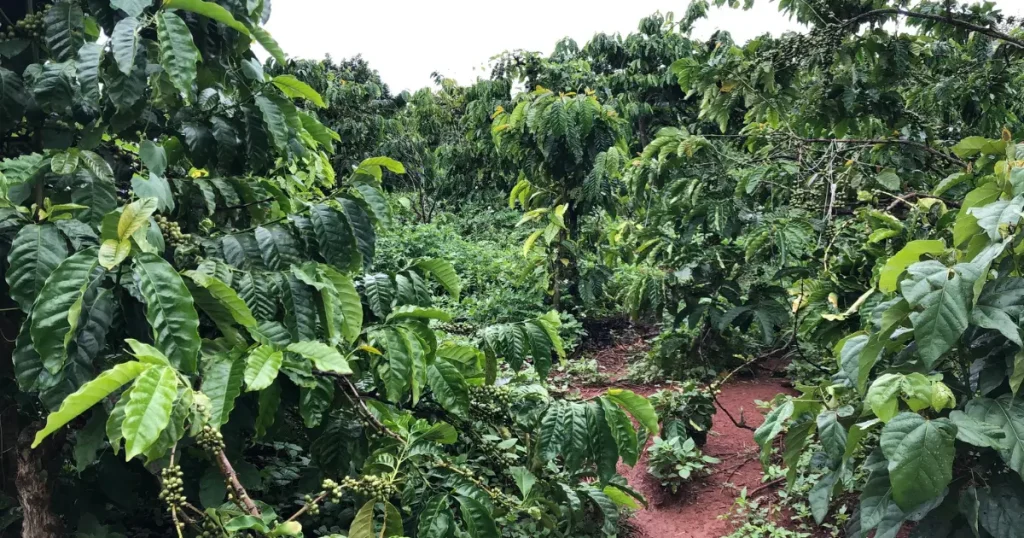 Tamilnadu is one of the major Coffee producing regions in india
