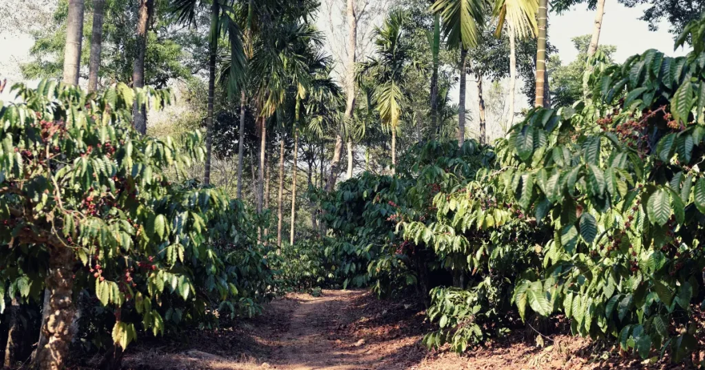 Wayanad is one of the major Coffee producing regions in india