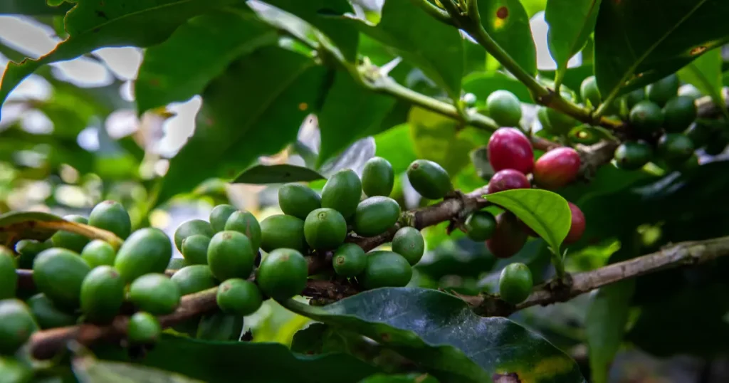 Indian coffee estates